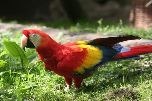 parrot red bird