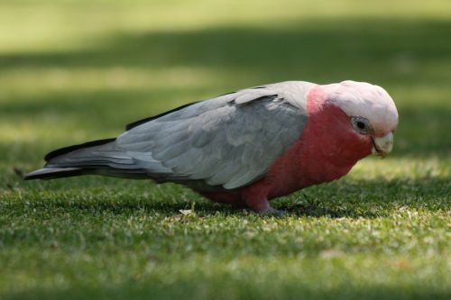 parrot grey pink