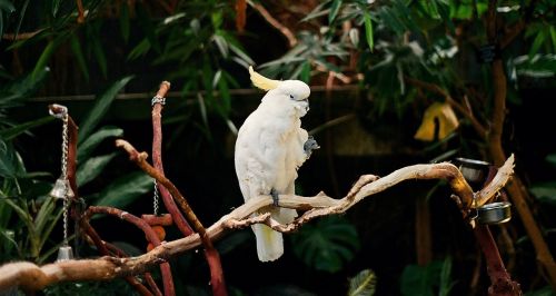 parrot white bird