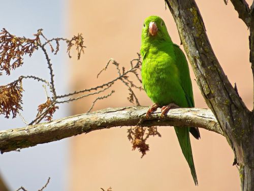 parrot bird tree