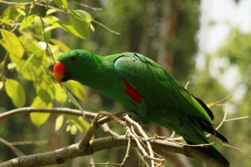 parrot green feather