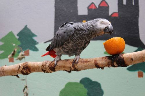 parrot bird zoo