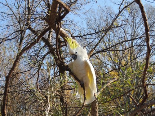 parrot bird parrot in a tree