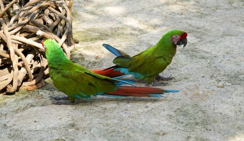 parrot bird colorful