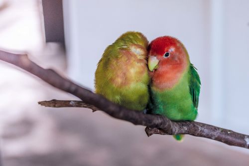 parrot birds pet