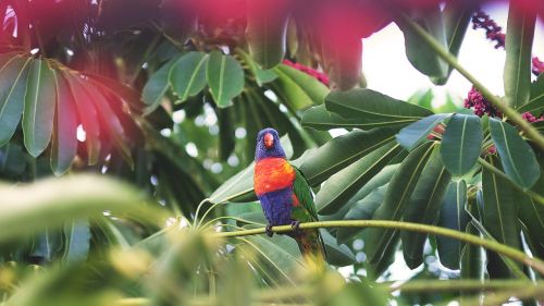 parrot tropical bird