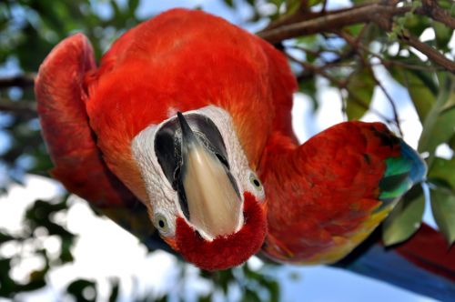 parrot ara bird