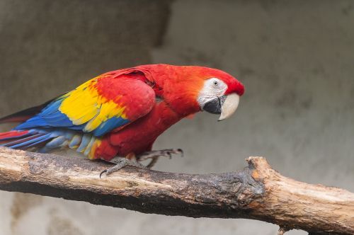 parrot bird parrots