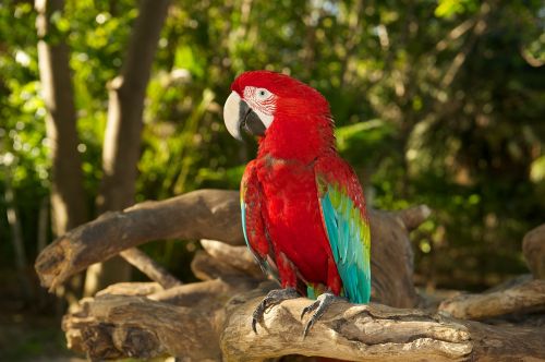 parrot bird red