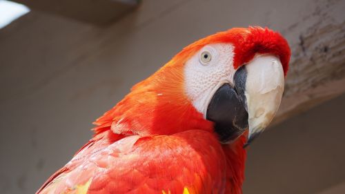 parrot bird animal