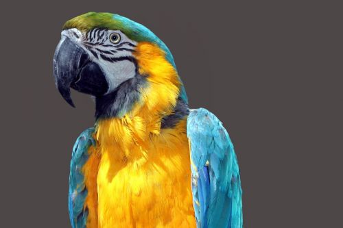 parrot ara bird