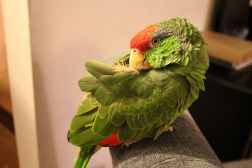 parrot pets exotic