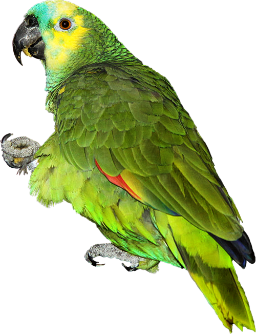 parrot amazon blue forehead bird