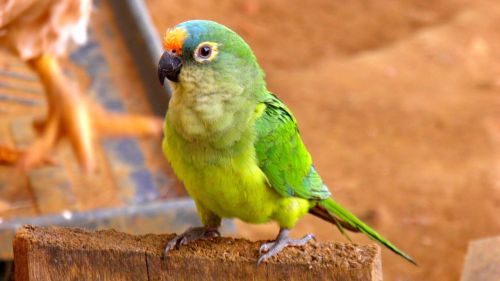 parrot parakeet fauna