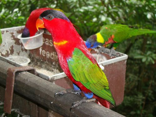 parrot color nature