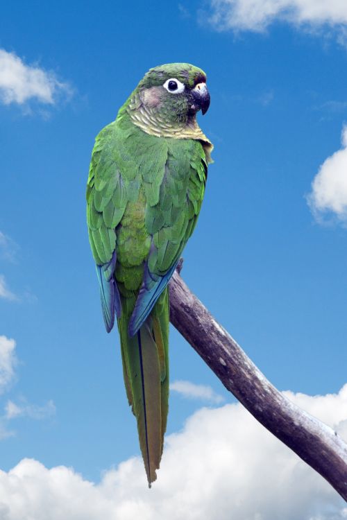 Parrot