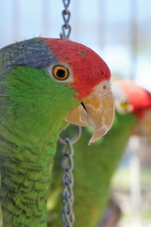 parrot nature bird