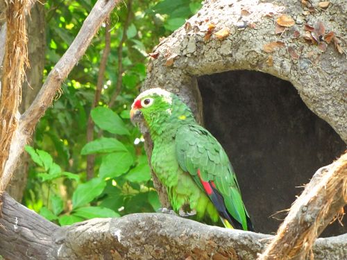 parrot ave zoo