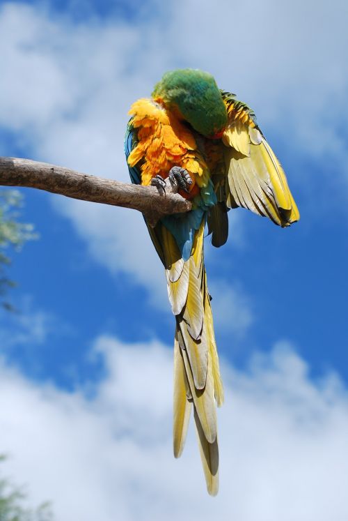 parrot bird nature