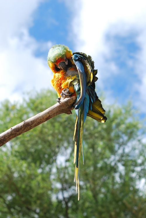 parrot bird nature