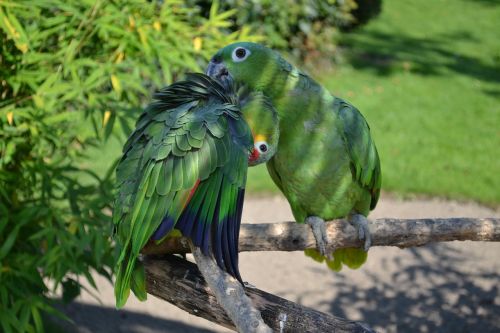 parrot bird park detmold animals