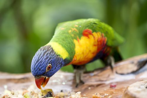 parrot bird eating