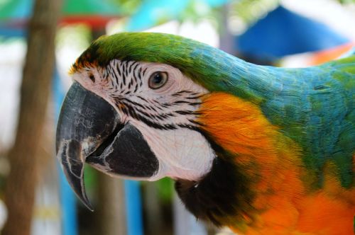 parrot macaw new world