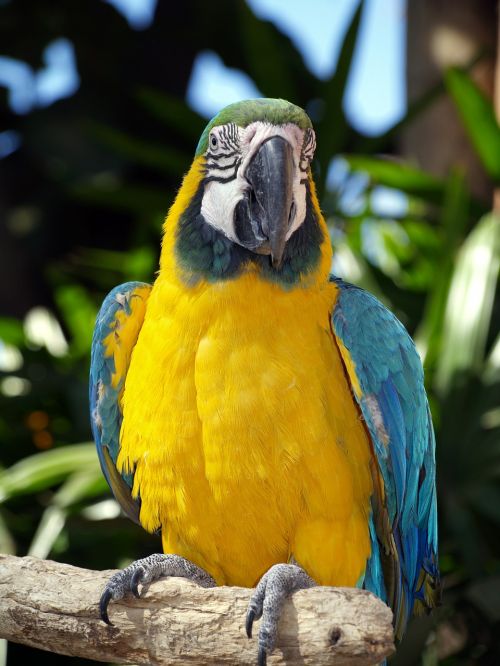 parrot yellow nature