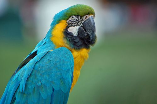parrot macaw close