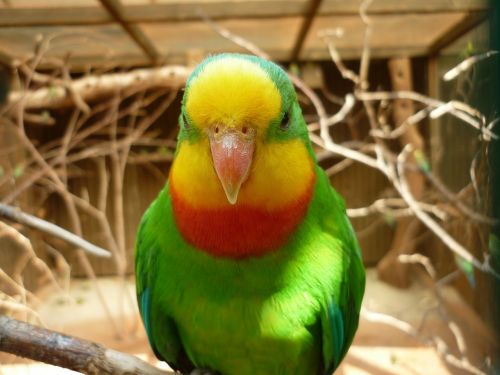 parrot bird animal