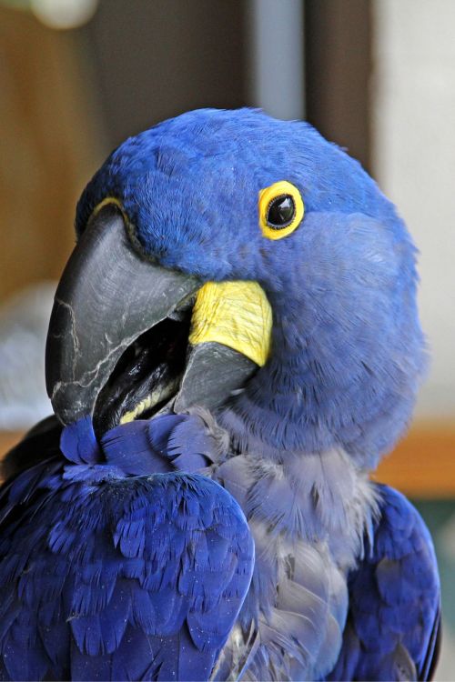 parrot blue animal