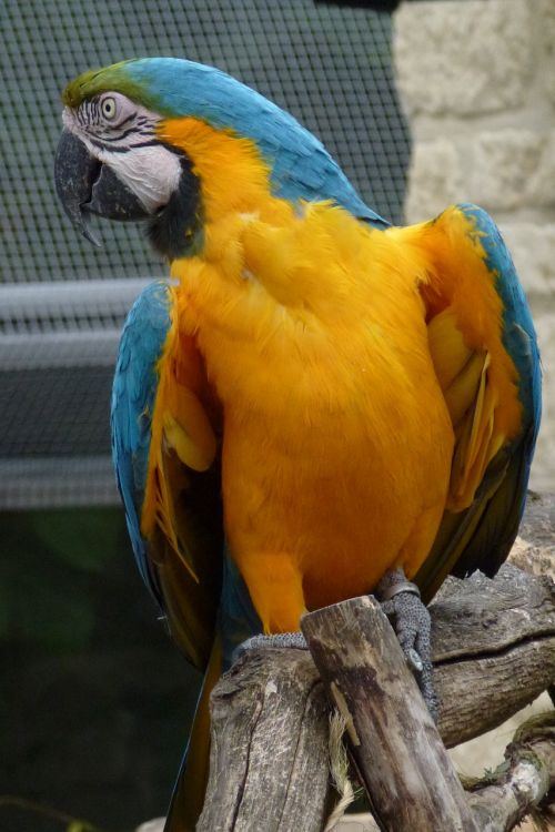 parrot looking away macaw