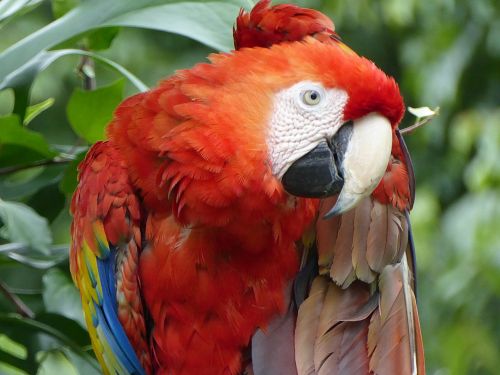 parrot red yellow