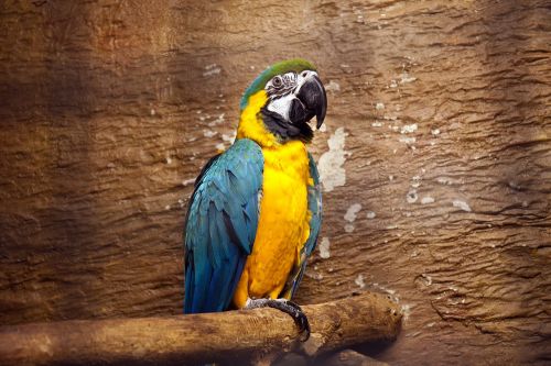 parrot macaw bright