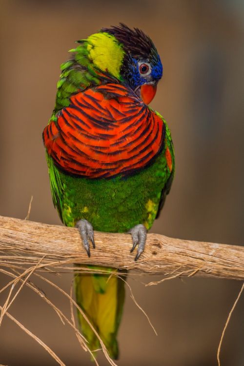 parrot bird feather