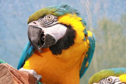 parrot yellow african parrot