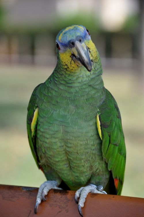 parrot green yellow