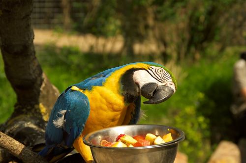 parrot zoo animal park