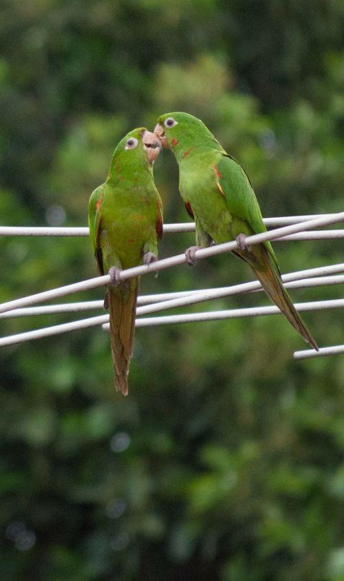 parrot plumage nature