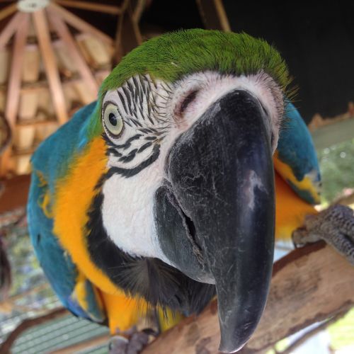 parrot arara bird