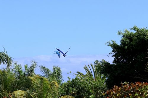 parrot flying parrots exotic birds