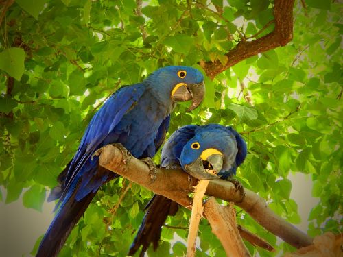 parrot blue bird