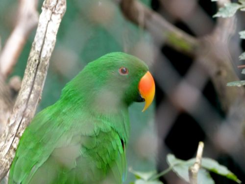 parrot green bird
