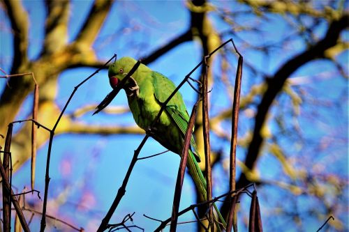 parrot green bird