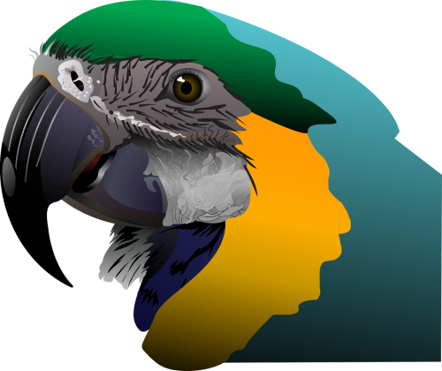 parrot tropical bird