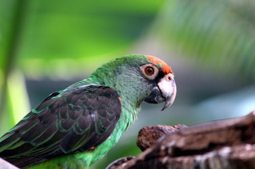 parrot bird park bird