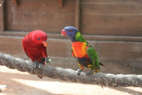 parrot animal red