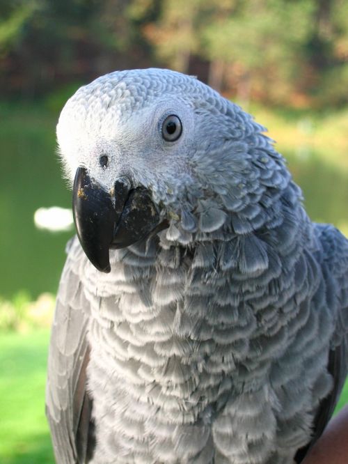 parrot gray beak