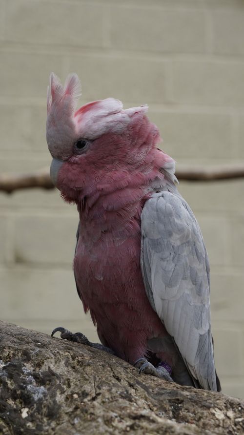 parrot pink nature