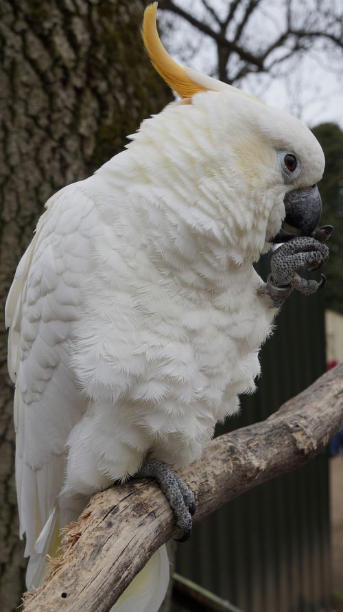 parrot bird animal